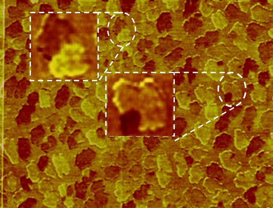 Pentazen-Kristallite im Scherkraftbild Pentazen-Kristallite im Scherkraftbild